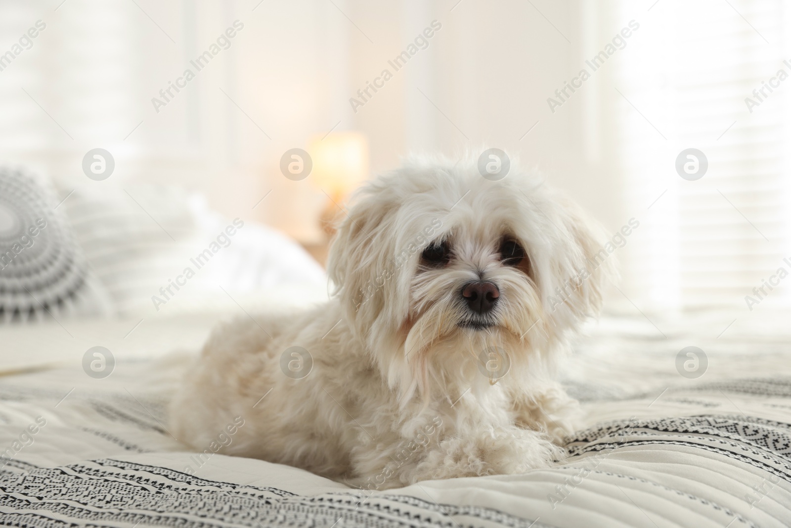 Photo of Cute white Maltese dog on bed at home