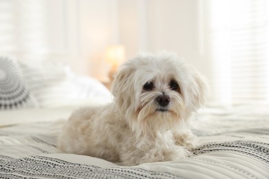 Photo of Cute white Maltese dog on bed at home