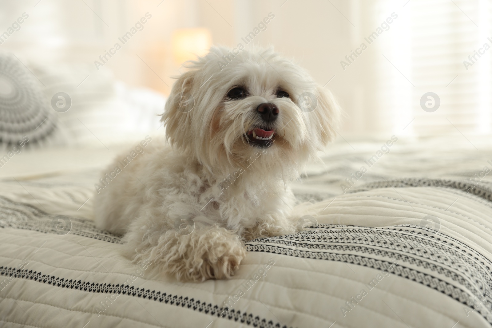 Photo of Cute white Maltese dog on bed at home