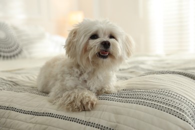 Photo of Cute white Maltese dog on bed at home