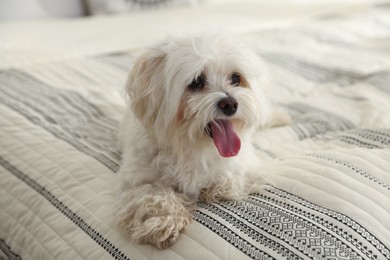 Photo of Cute white Maltese dog on bed at home