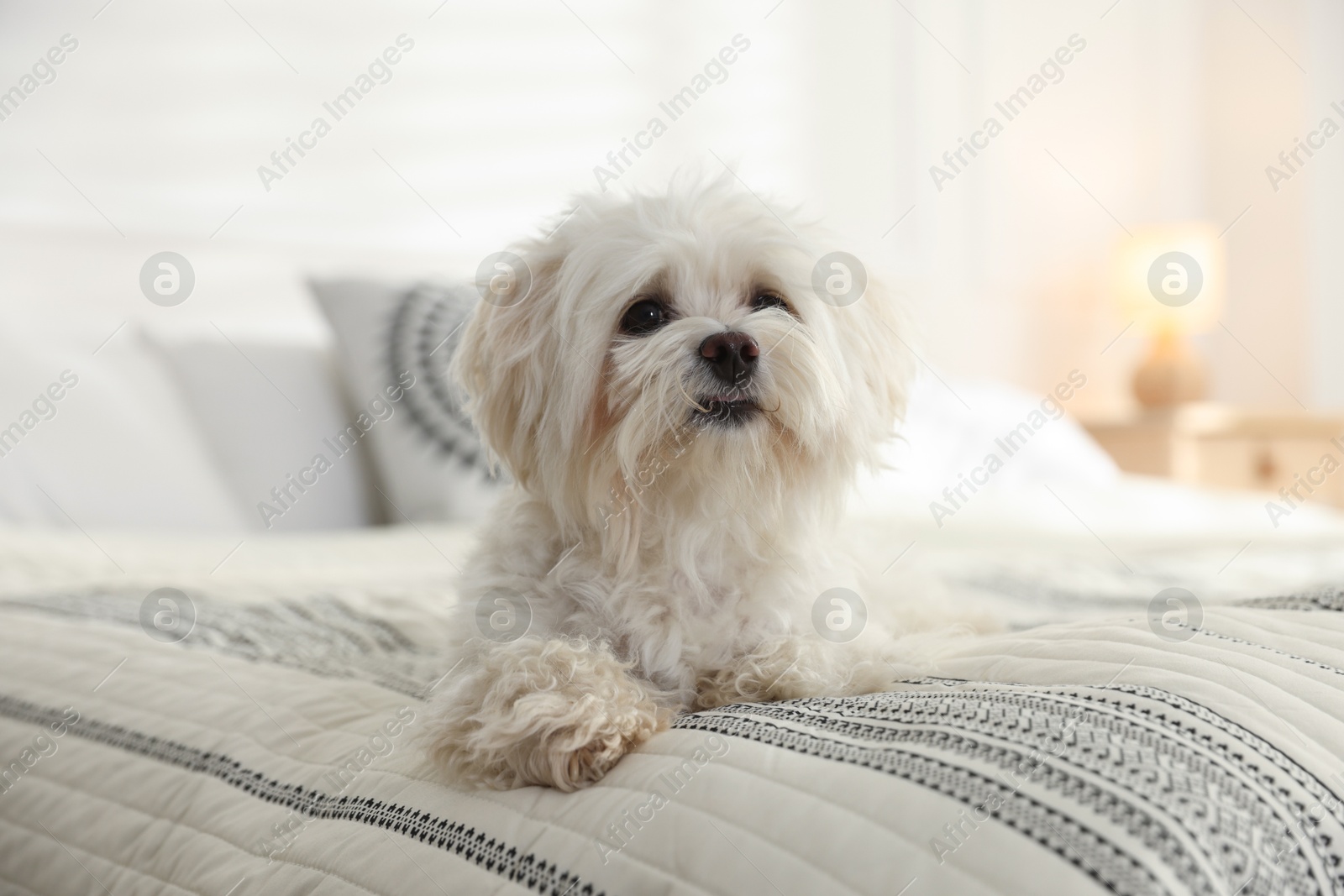 Photo of Cute white Maltese dog on bed at home
