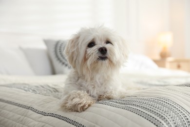 Photo of Cute white Maltese dog on bed at home
