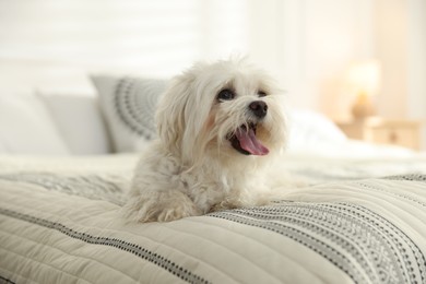 Photo of Cute white Maltese dog on bed at home