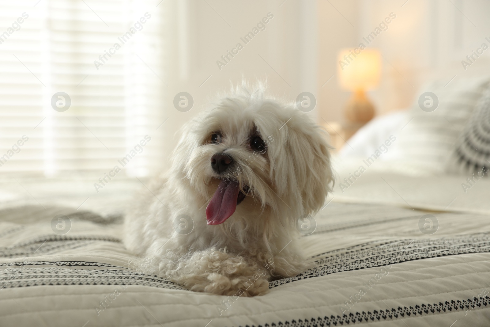 Photo of Cute white Maltese dog on bed at home