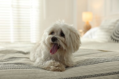 Photo of Cute white Maltese dog on bed at home