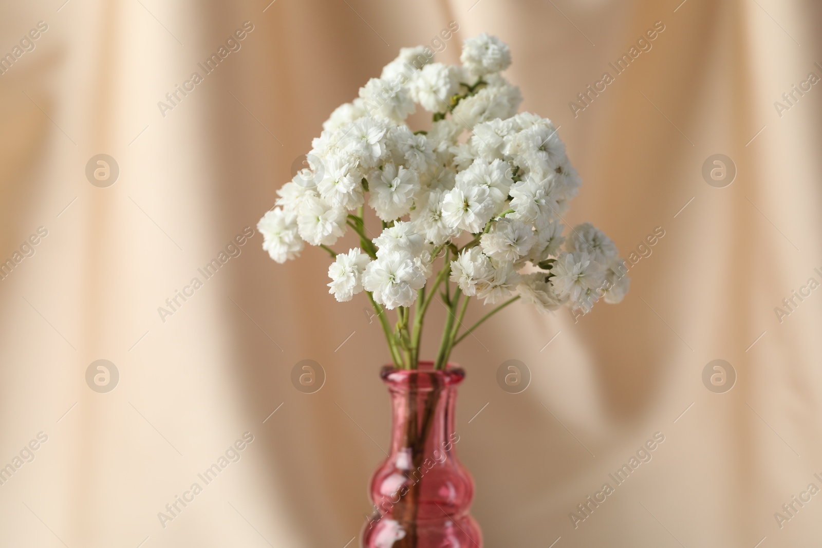 Beautiful gypsophila flowers in glass vase against beige cloth, closeup Photo of Beautiful gypsophila flowers in glass vase against beige cloth, closeup