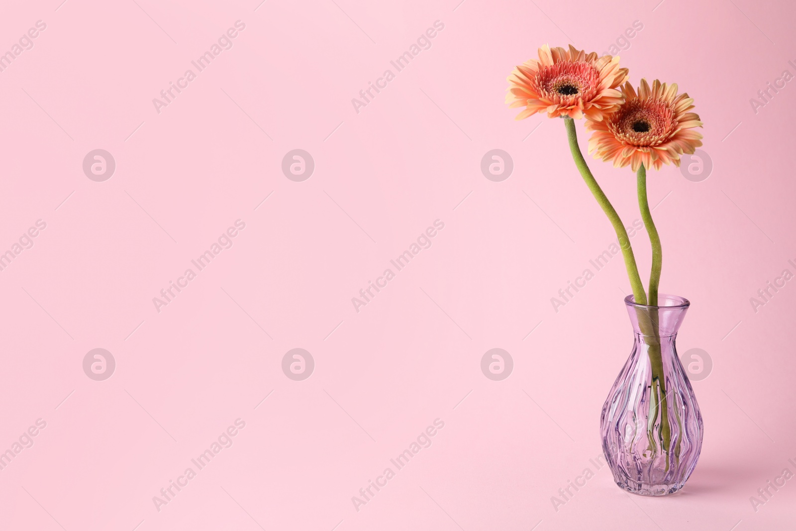Beautiful flowers in glass vase on pink background, space for text Photo of Beautiful flowers in glass vase on pink background, space for text