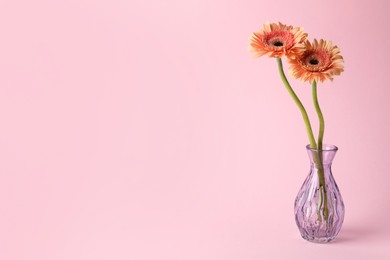 Photo of Beautiful flowers in glass vase on pink background, space for text