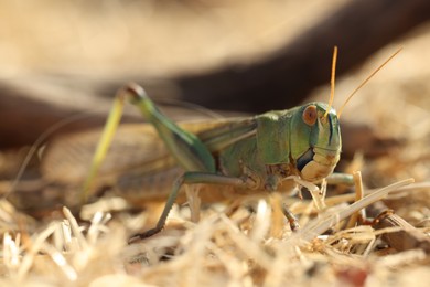 Photo of One locust on dry grass outdoors, closeup