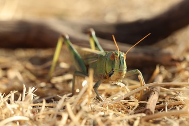 Photo of One locust on dry grass outdoors, closeup