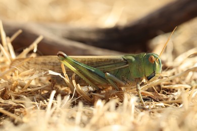 Photo of One locust on dry grass outdoors, closeup