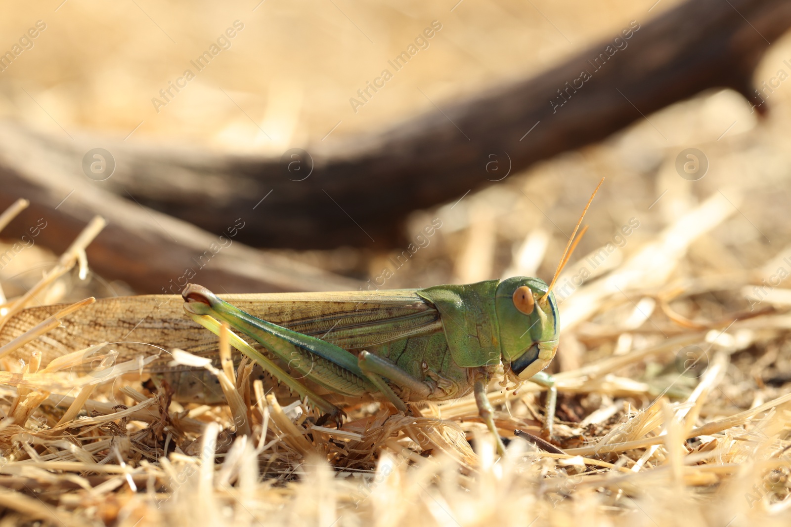 One locust on dry grass outdoors, closeup Photo of One locust on dry grass outdoors, closeup