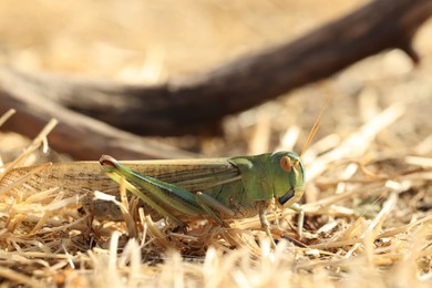 Photo of One locust on dry grass outdoors, closeup