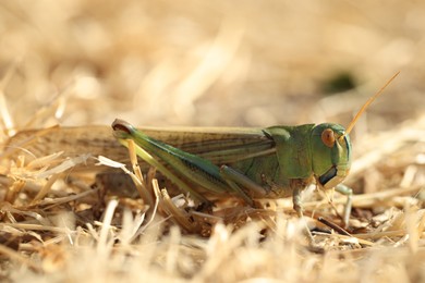 Photo of One locust on dry grass outdoors, closeup