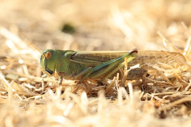 Photo of One locust on dry grass outdoors, closeup