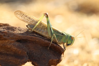 Photo of One locust on snag against blurred background, closeup