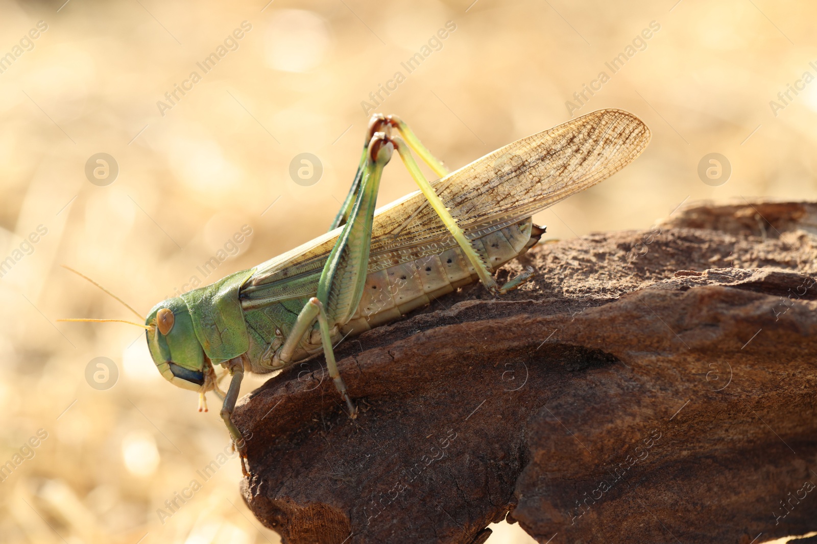 One locust on snag against blurred background, closeup Photo of One locust on snag against blurred background, closeup