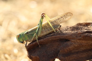 Photo of One locust on snag against blurred background, closeup