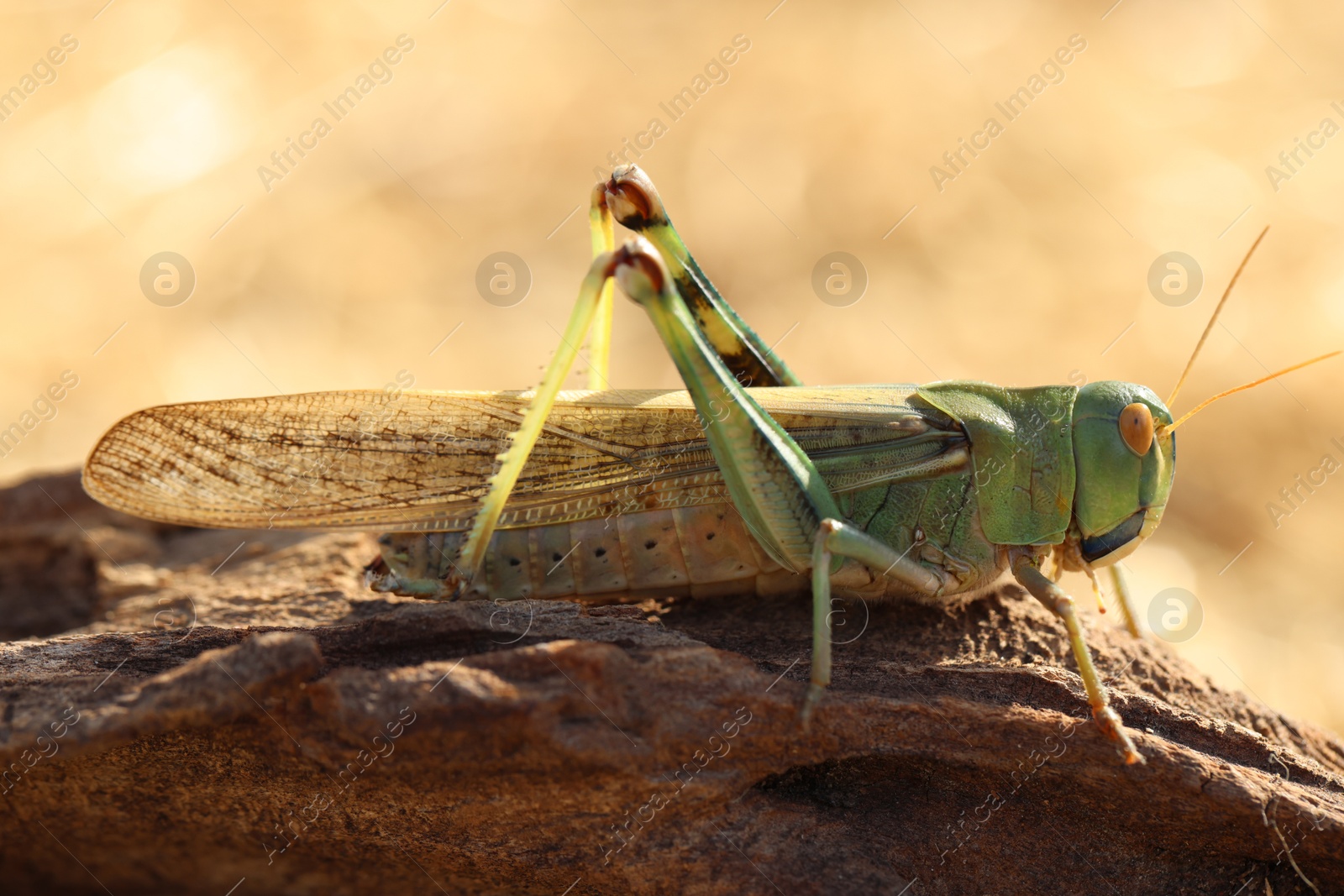 One locust on snag against blurred background, closeup Photo of One locust on snag against blurred background, closeup