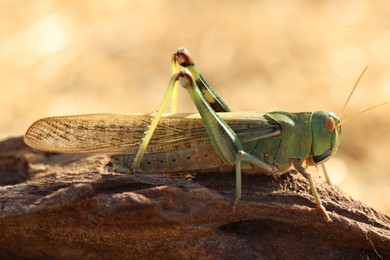 Photo of One locust on snag against blurred background, closeup