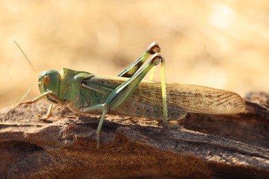Photo of One locust on snag against blurred background, closeup
