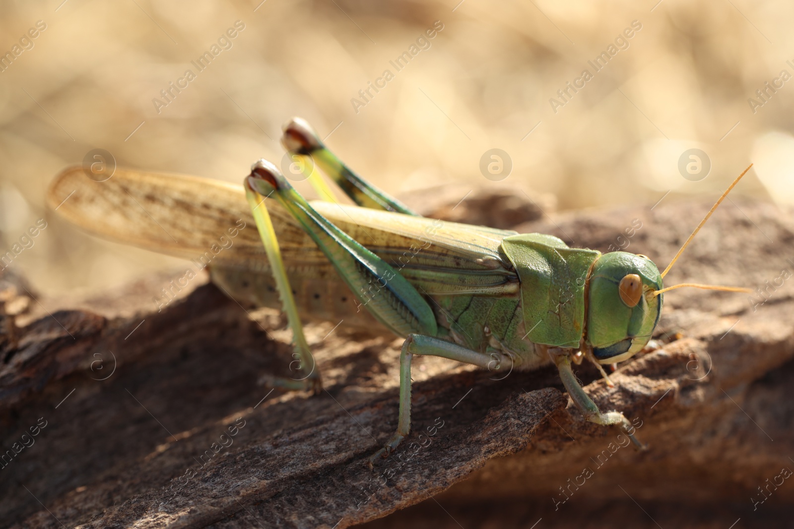 One locust on snag against blurred background, closeup Photo of One locust on snag against blurred background, closeup