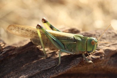 Photo of One locust on snag against blurred background, closeup