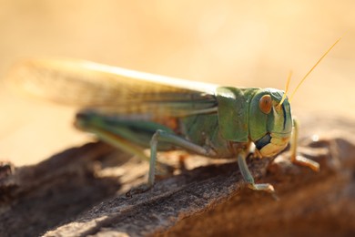 Photo of One locust on snag against blurred background, closeup