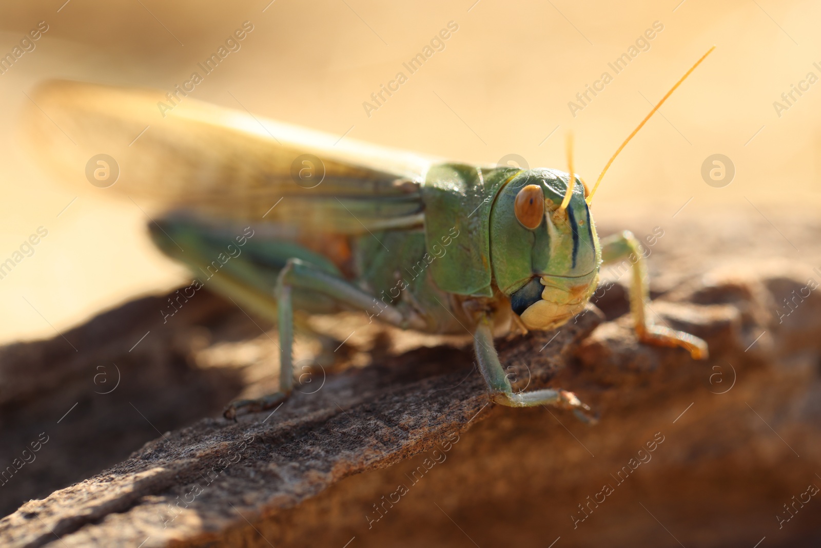 One locust on snag against blurred background, closeup Photo of One locust on snag against blurred background, closeup