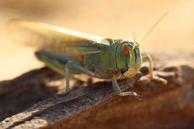 Photo of One locust on snag against blurred background, closeup