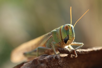 Photo of One locust on snag against blurred background, closeup