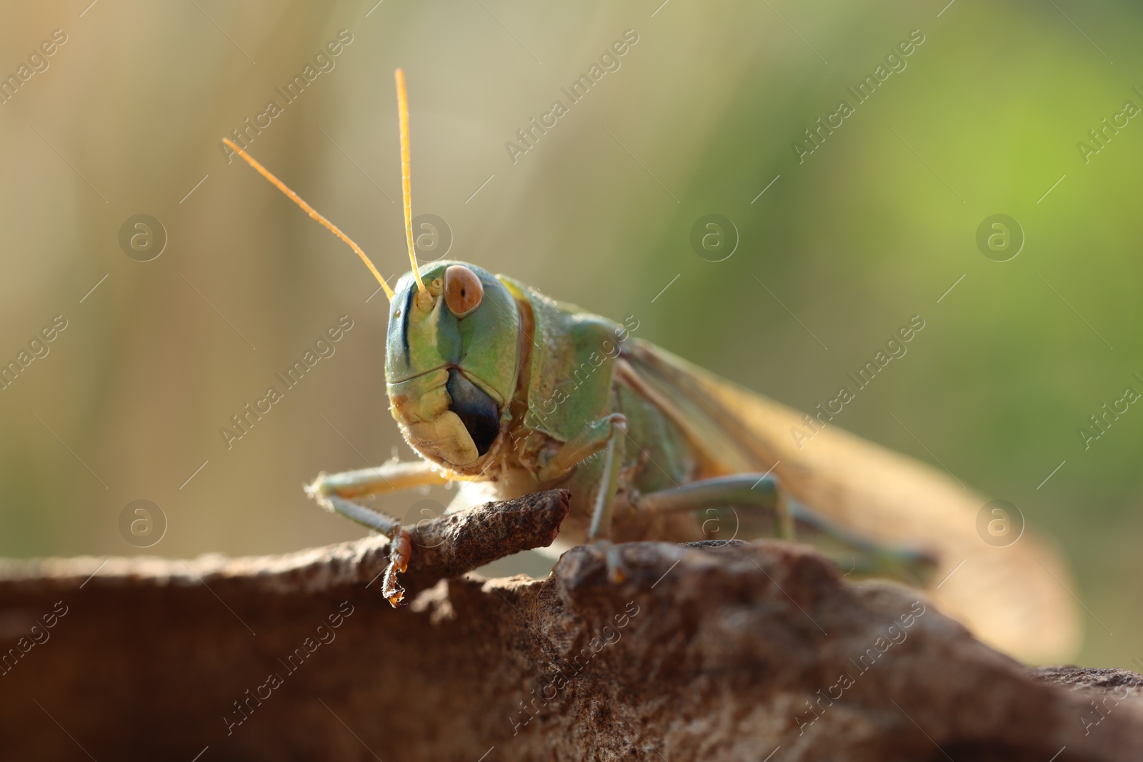 One locust on snag against blurred background, closeup Photo of One locust on snag against blurred background, closeup