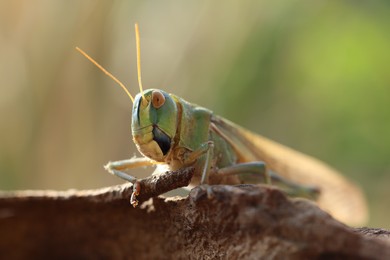Photo of One locust on snag against blurred background, closeup