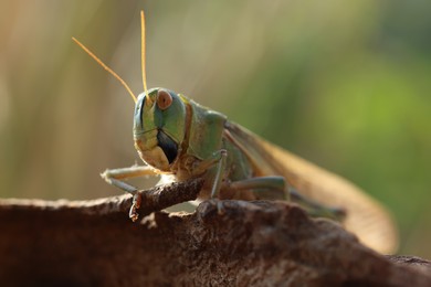Photo of One locust on snag against blurred background, closeup