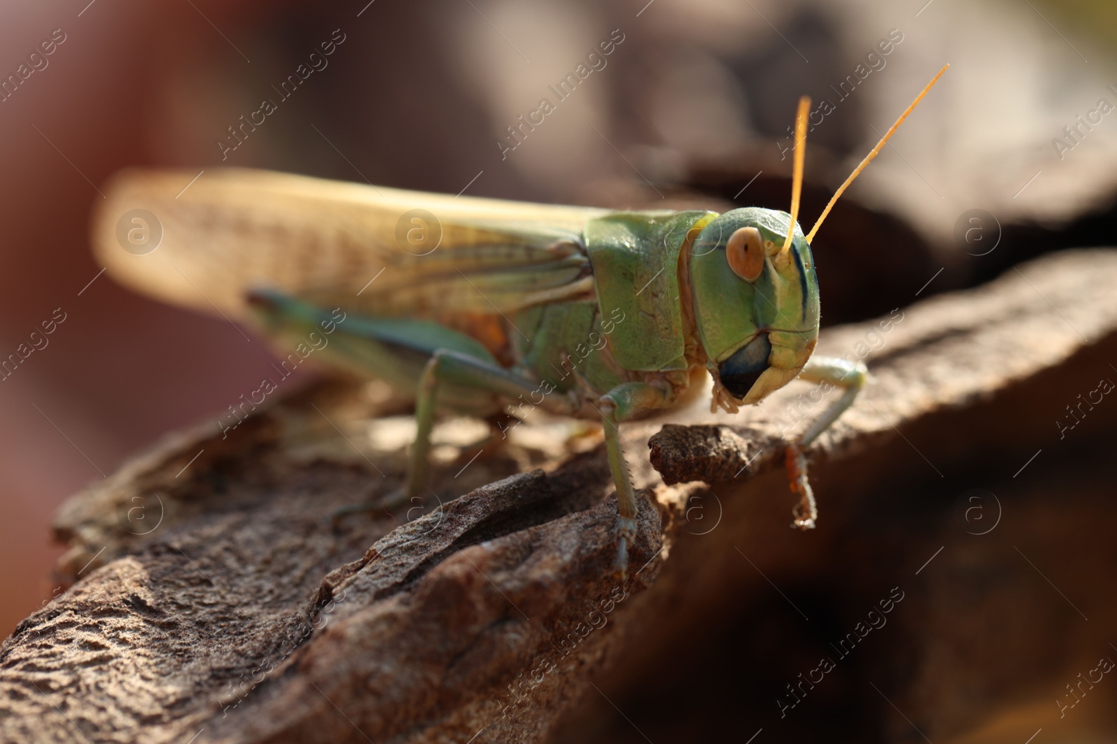 One locust on snag against blurred background, closeup. Wild insect Photo of One locust on snag against blurred background, closeup. Wild insect