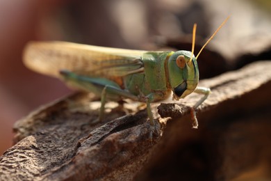 Photo of One locust on snag against blurred background, closeup. Wild insect