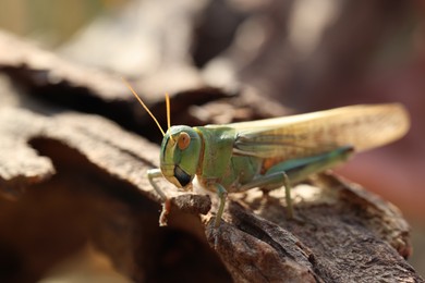 Photo of One locust on snag against blurred background, closeup. Space for text