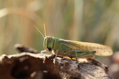 Photo of One locust on snag against blurred background, closeup. Space for text