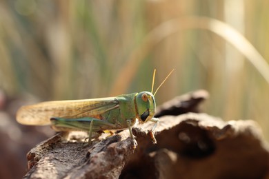 Photo of One locust on snag against blurred background, closeup. Space for text