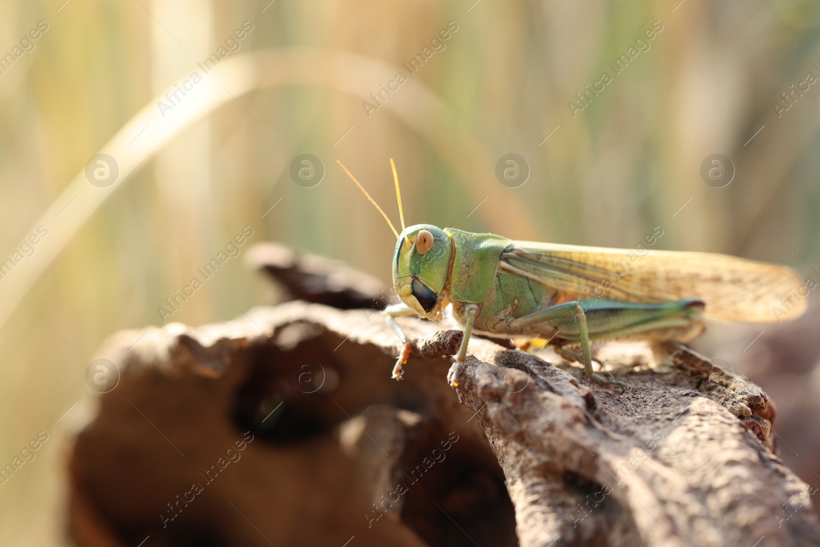 One locust on snag against blurred background, closeup. Space for text Photo of One locust on snag against blurred background, closeup. Space for text