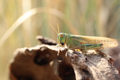 Photo of One locust on snag against blurred background, closeup. Space for text