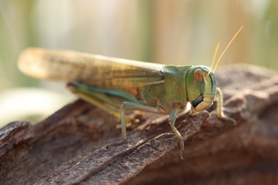 Photo of One locust on snag against blurred background, closeup. Wild insect