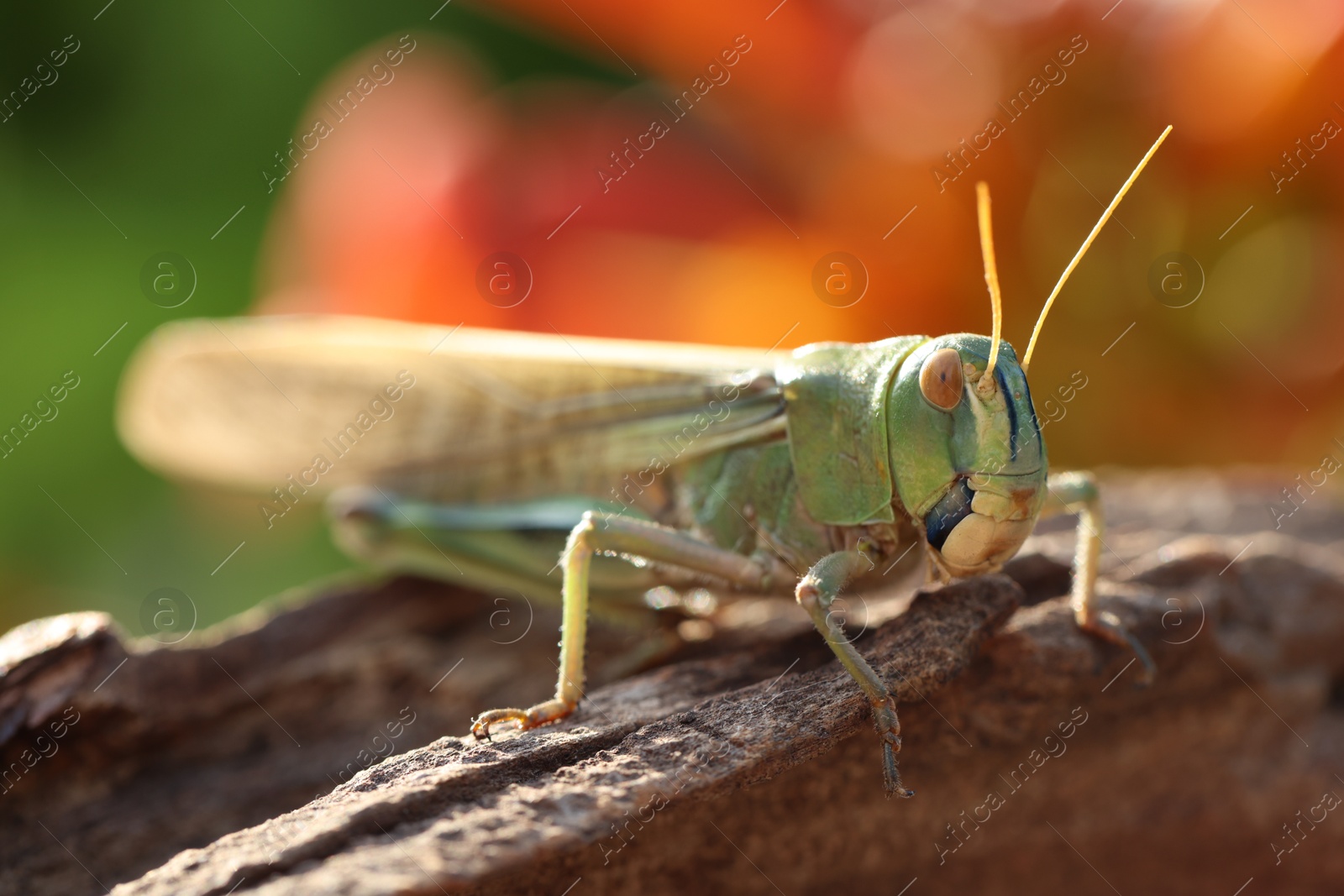 One locust on snag against blurred background, closeup. Wild insect Photo of One locust on snag against blurred background, closeup. Wild insect