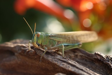 Photo of One locust on snag against blurred background, closeup. Wild insect
