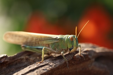Photo of One locust on snag against blurred background, closeup. Wild insect