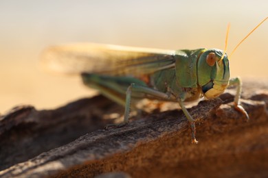 Photo of One locust on snag against blurred background, closeup