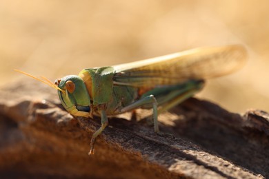 Photo of One locust on snag against blurred background, closeup