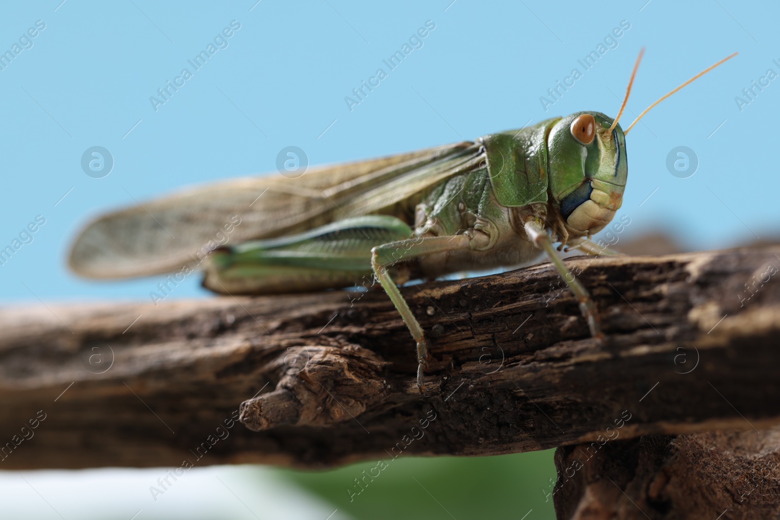 One locust on branch outdoors, closeup. Wild insect Photo of One locust on branch outdoors, closeup. Wild insect