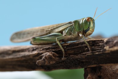 Photo of One locust on branch outdoors, closeup. Wild insect